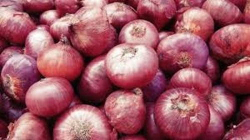A Grade And Indian Origin Red Fresh Onion With High Nutritious Values