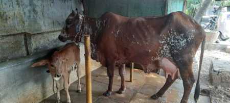 Brown Healthy And Disease Free Rathi Cow