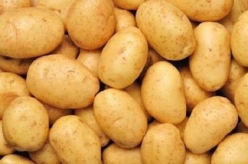 Indian Origin And A Grade Fresh Potato With High Nutritious Values Moisture (%): 85%