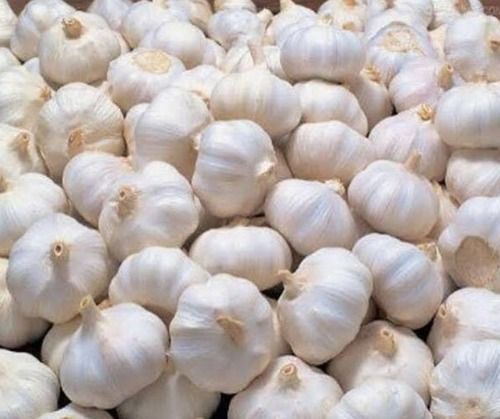 Indian Origin And A Grade Fresh White Garlic With High Nutritious Values Moisture (%): 70%