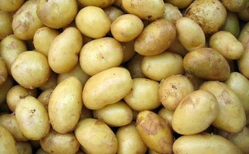 100% Organic Farm Fresh And Natural Raw Potatoes Rich In Carbohydrates