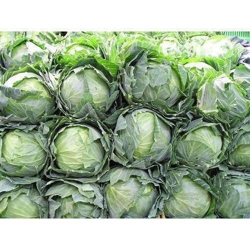 A Grade 100% Pure Organic Farm Fresh Green Cabbage For Cooking