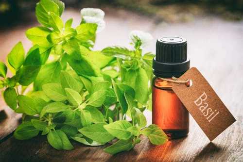 Fresh Green Indian Holy Basil Essential Oil For Aromatherapy And Medicinal Use