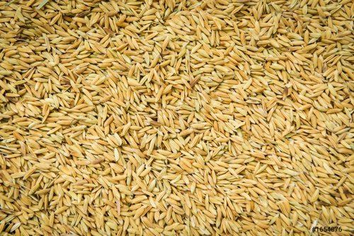 100% Fresh And Healthy Short-Grain Brown Organic Indian Paddy Rice Admixture (%): 12%