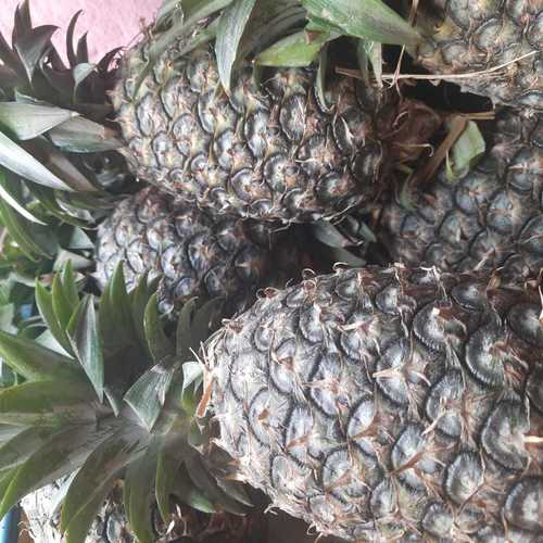 100% Natural And Farm Fresh A Grade Fresh Pineapple With Amazing Taste