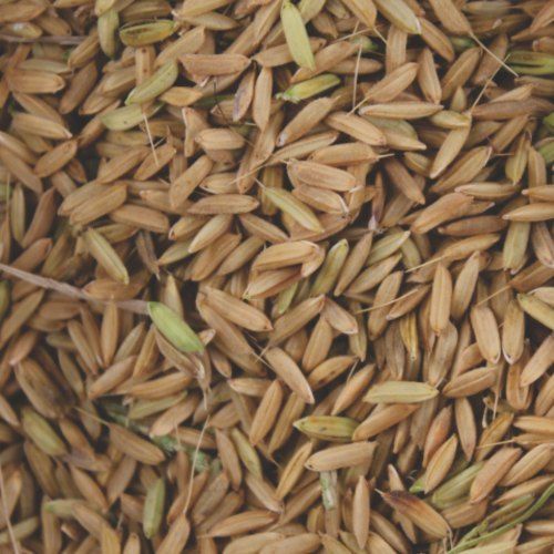  100% प्राकृतिक और ताज़ा कम अनाज वाला ऑर्गेनिक ड्राइड इंडियन पैडी राइस