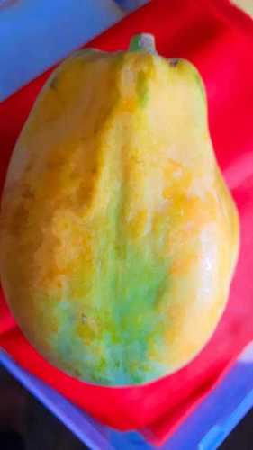 A Grade 100% Organic And Farm Fresh Yellow Papaya, Rich In Vitamins