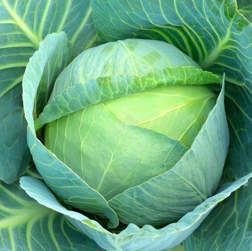 Pesticide Free 100% Natural and Organic Cabbage without Preservatives