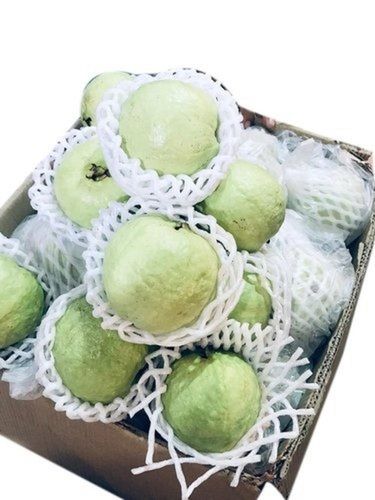 Green Wholesale Price 100% Naturally Grown Fresh Allahabadi Guava