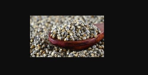 Brown Wholesale Price Dried And Cleaned 100% Natural Pure Organic Bajra Seeds