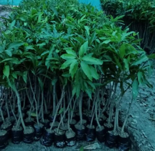 Green All Types Of Grafted Mango Plants It Is A Fast Growing And Easy To Grow Plant 