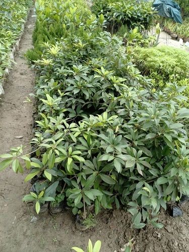 Chikoo/Sapota -Kalapatti Evergreen Tropical Plant For Home And Garden