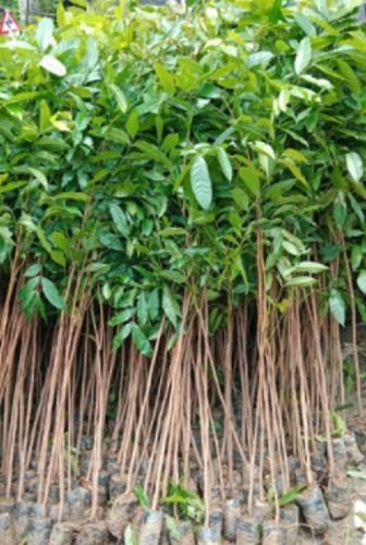 Mahogany Plants Swietenia Macrophylla Plant, Grow Up To 20 Meters Tall