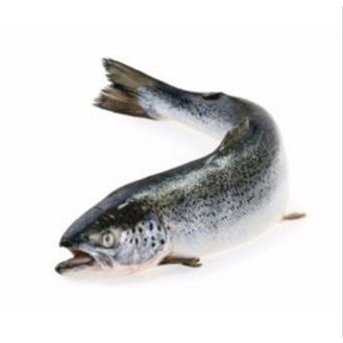 Block Black And Silver Colour Protein And Vitamins Rich Fresh Salmon Fish