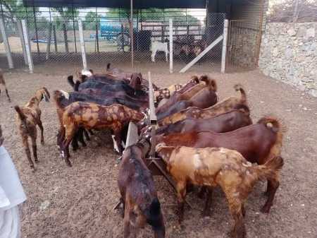 Brown Domestic Breed, Sirohi Goats For Dairy Farming