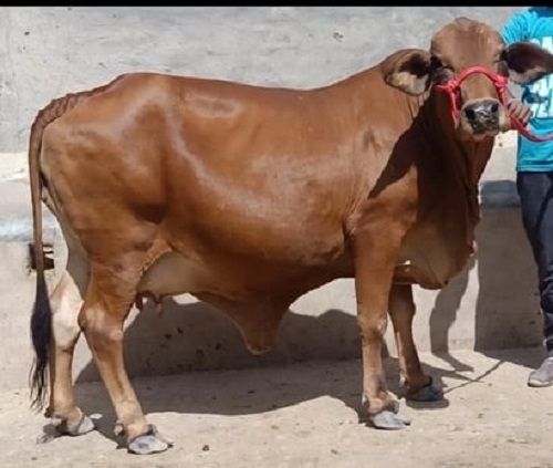 Reddish Brown Female Sahiwal Dairy Cow  Weight: 300 I?  550 Kg  Kilograms (Kg)