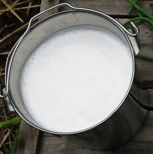  100% शुद्ध और ताज़ा ऑर्गेनिक भारतीय भैंस का दूध, हड्डी और शरीर के लिए स्वास्थ्यवर्धक 