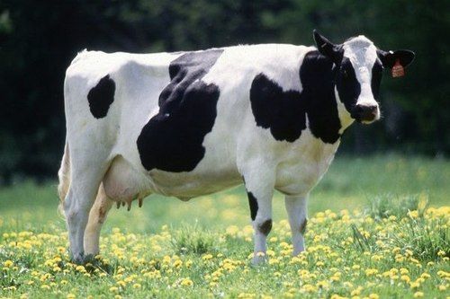 Holstein Friesian Dairy Live Cow for Dairy Farming