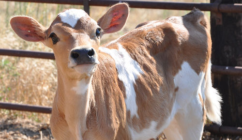 Brown Jersy Dairy Live Cow For Dairy Farming