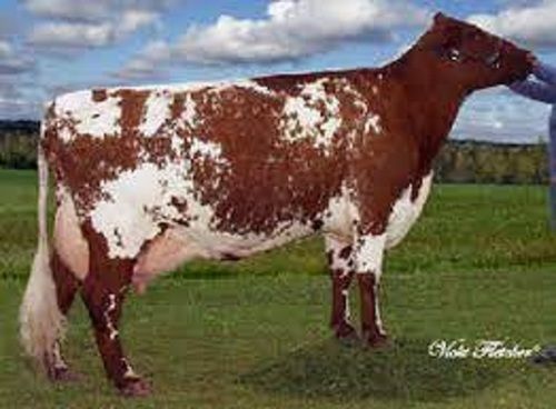 Brown Milking Shorthorn Dairy Live Cow For Dairy Farming