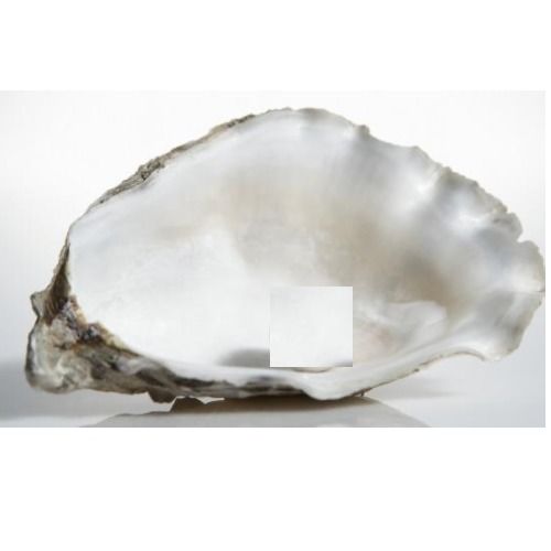 Vitamin D Rich Oyster Shell Calcium Carbonate