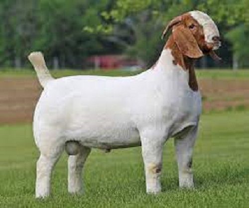 White & Brown Boer Goat For Goat Farming