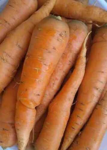  100% Fresh Colored Root Shape Herbaceous Carrot For Food, Juice, Pickle, Snacks