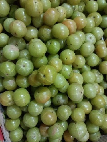 Common 100% Natural Fresh Light Green Amla With Goodness Of Vitamin-C And Minerals 