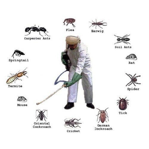 Insect Control Services By SUN INDIA SERVICES PVT. LTD.
