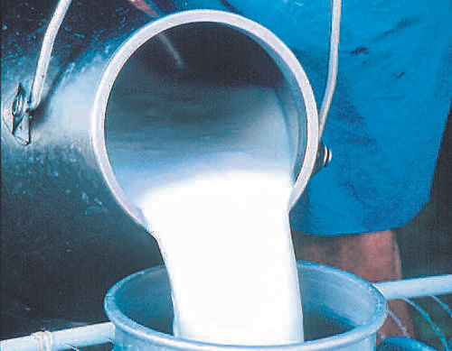 100% Fresh Pure Buffalo'S Milk Goodness Of Calcium, Potassium And Iron