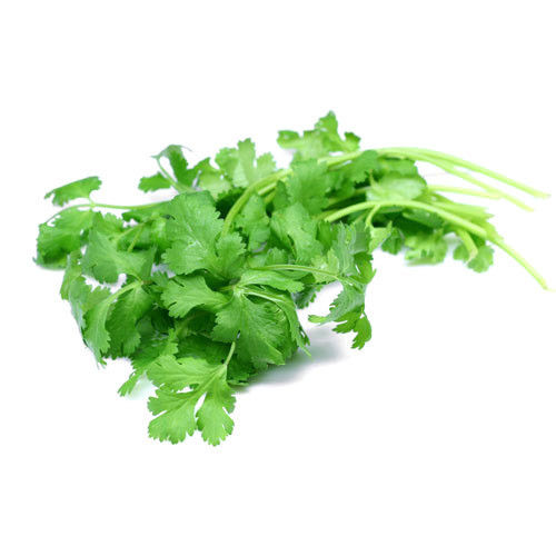 100% Natural and Organic Raw And Green Fresh Coriander Leaves 