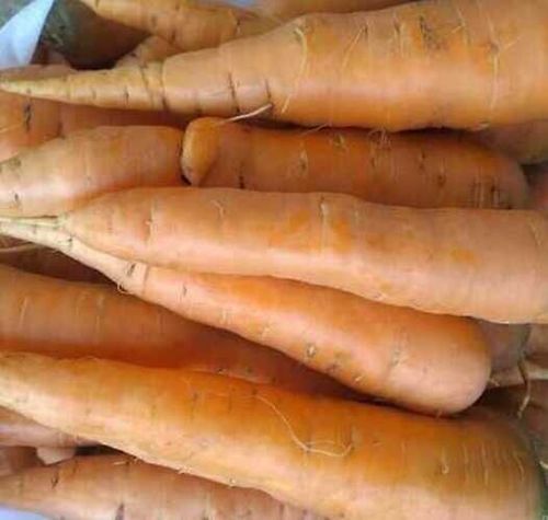 100% Organic And Fresh Herbaceous Orange Color Carrot With 1 Week Shelf Life