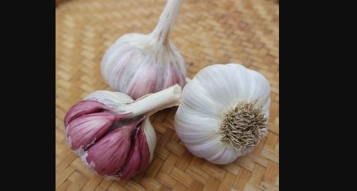 Creole Fresh Garlic With 63% Moisture And 6 Months Shelf Life, Protein 6.36 G/100 G