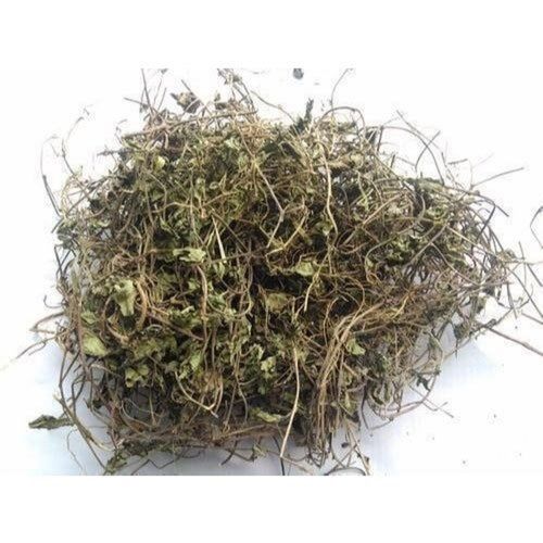 Indian Organic Dried Brahmi (Bacopa Monnieri) For Ayurvedic Medicinal Use
