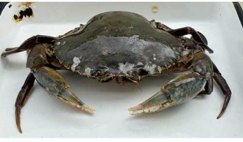 Round Medium And Big Size Mud Crabs Seafood