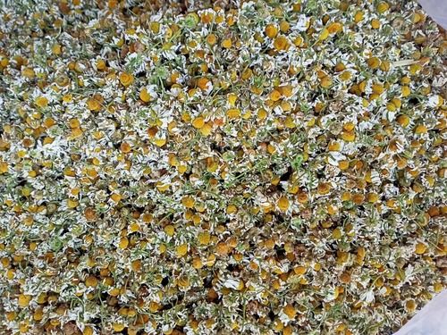 White Premium Flowers Natural Organic Chamomile Dry Flower, Packaging Size: 10 Kg