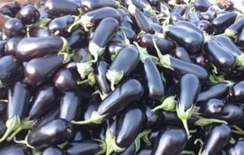 Rich in Vitamins, Minerals and Nutrient 100% Fresh Organic Purple Long Brinjal 