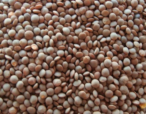 500g Brown Color Organic Fresh High Grade Masoor Dal For Cooking, Rich In Taste