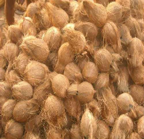 Full-Husked Mature Husked Brown Coconut Used In Temple(Free From Impurities)