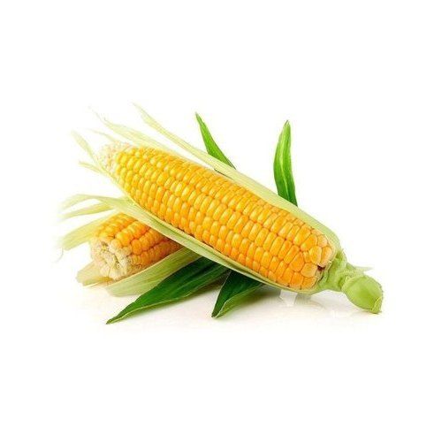 A Grade Yellow Color Fresh Sweet Baby Corn With High Nutritious Values