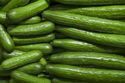 Green Colour Nutrients Rich Natural Farm Fresh And Healthy Cucumber