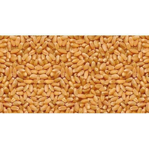 1Kg Brown Color Vision Crafted Fresh Organic Desi Wheat Seed With 99% Purity Admixture (%): 10%