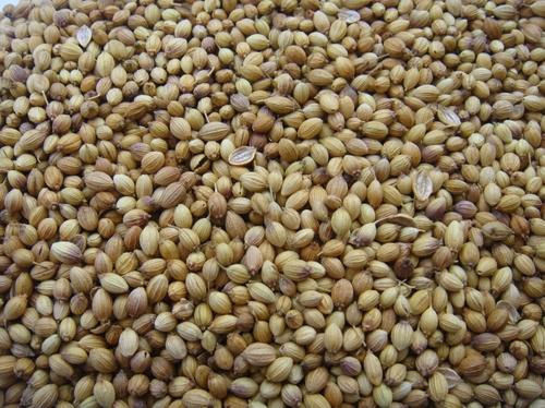 490gm Brown Color Dried And Cleaned Sindhi Kako Whole Coriander Seeds