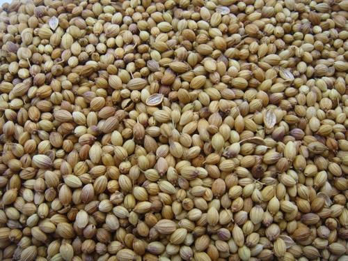 490Gm Brown Color Dried And Cleaned Sindhi Kako Whole Coriander Seeds Admixture (%): 10%