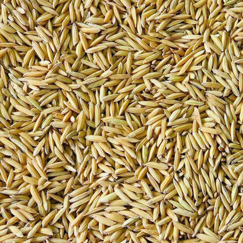 A Grade And Healthy Light Brown Paddy Rice, It Is Low In Starch And Calories Crop Year: 6 Months