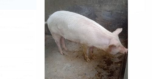 Disease Free Cream Color Appearance 12 Months Old One Mother Pig (60 Kg)