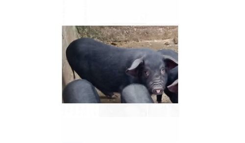 Disease Free Cute And Smart Female Vietnamese Pot Bellied Farm Live Pig
