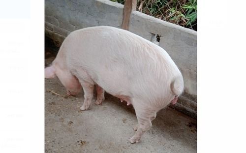 Disease Free Healthy Cream Color 12 Months Old Mother Farm Pig (90 Kg)