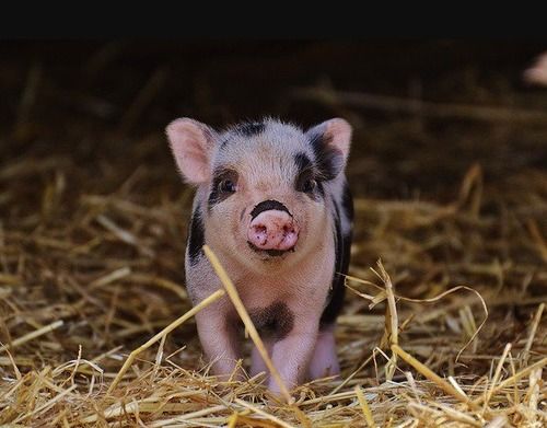 Disease Free Healthy Cute And Smart 2 Month Old Live Female Hybrid Healthy Piglet
