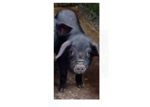 Healthy And Friendly Black 3 Month Old One Male Vietnamese Pot Bellied Baby Farm Piglets